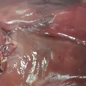Figado vitela