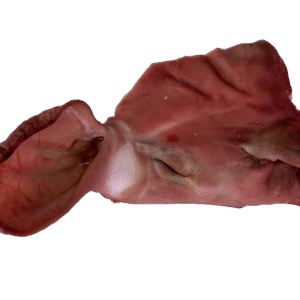 Orelheira  fresca